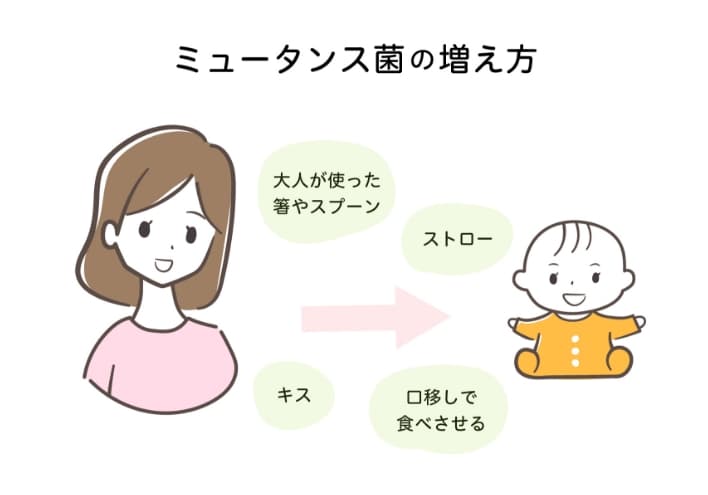 ミュータンス菌の増え方